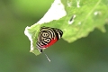 NYMPHALIDAE, Diaethria marchalii